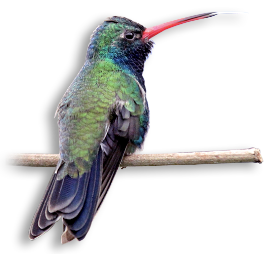Colibrí INECOL