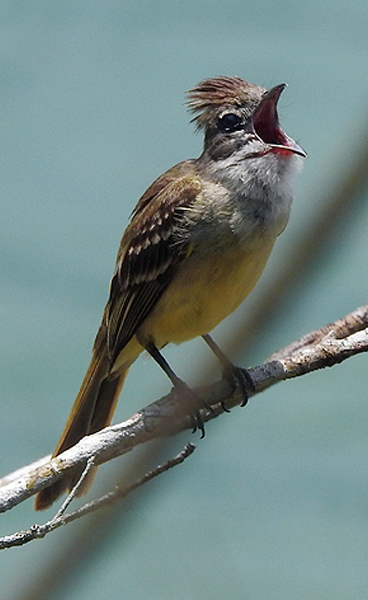 Biblioteca de Sonidos de las Aves de México