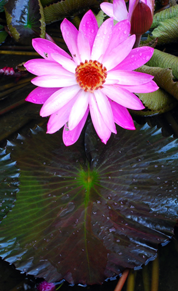 JARDÍN BOTÁNICO CLAVIJERO