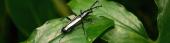 ¿Sabes qué son los escarabajos y las funciones que desempeñan en la naturaleza?