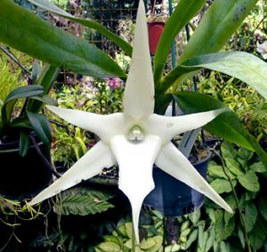 Orquídea de Darwin